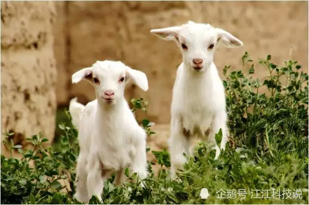 4、67年屬羊人婚姻命運:六七年屬羊人婚姻