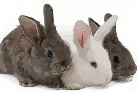屬兔的和什麼屬相打交道好：屬龍哪個時辰出生大富大貴
