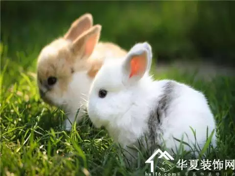 3、80屬兔的今年多大歲數:屬兔的今年多大了？