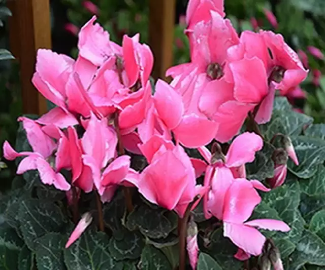 12屬相的幸運花龍吐珠：十二生肖的幸運花是什麼
