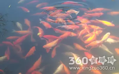 周公解夢夢到大群的魚：做夢夢到魚