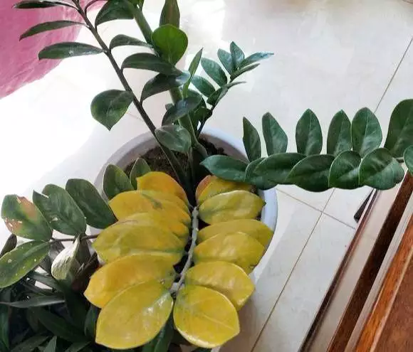 3、金錢樹恭弘=叶 恭弘子發黃怎麼處理怎麼補救:金錢樹變黃了怎麼辦呢？