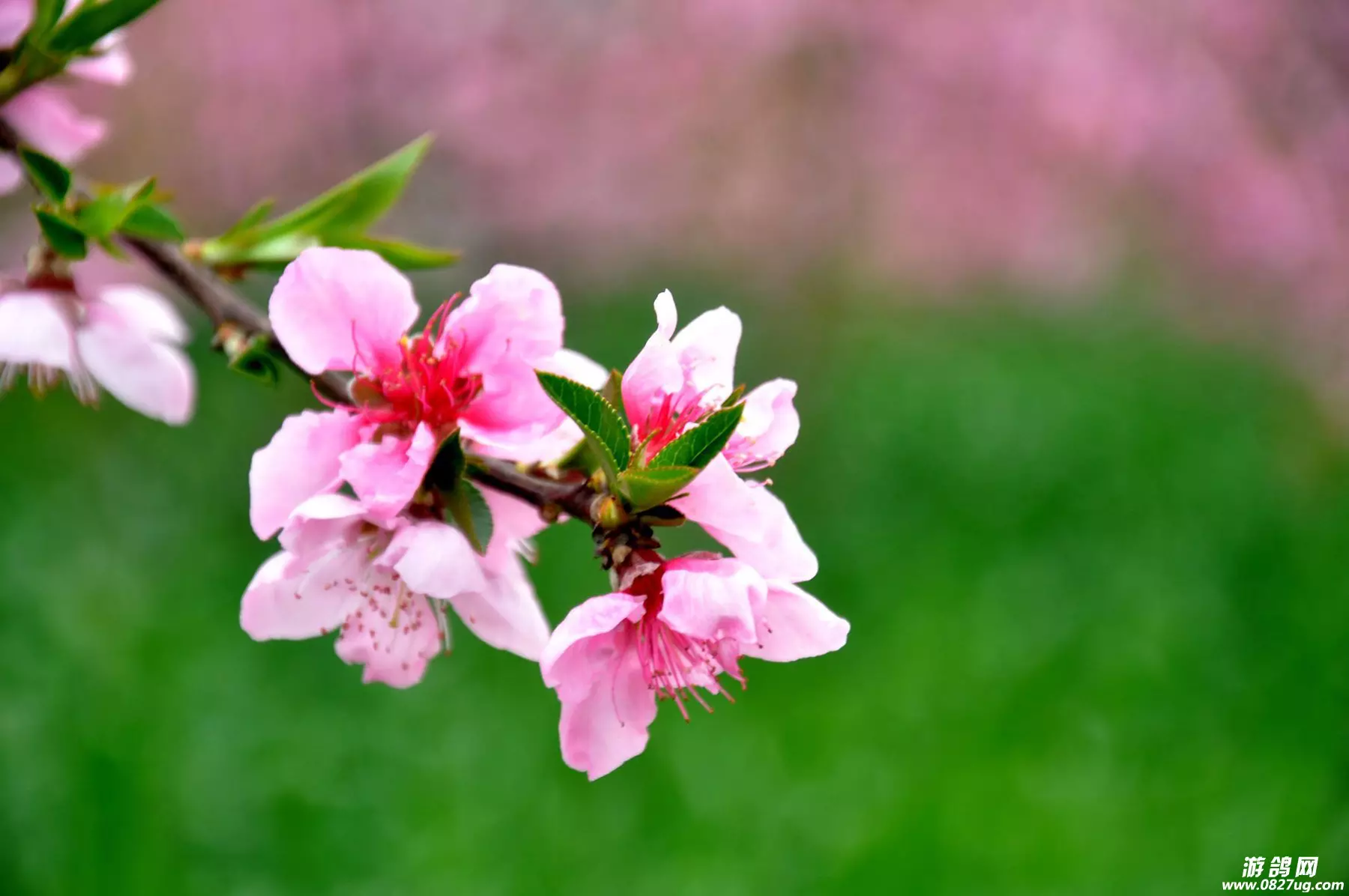 3、算命桃花運測試免費:測桃花運