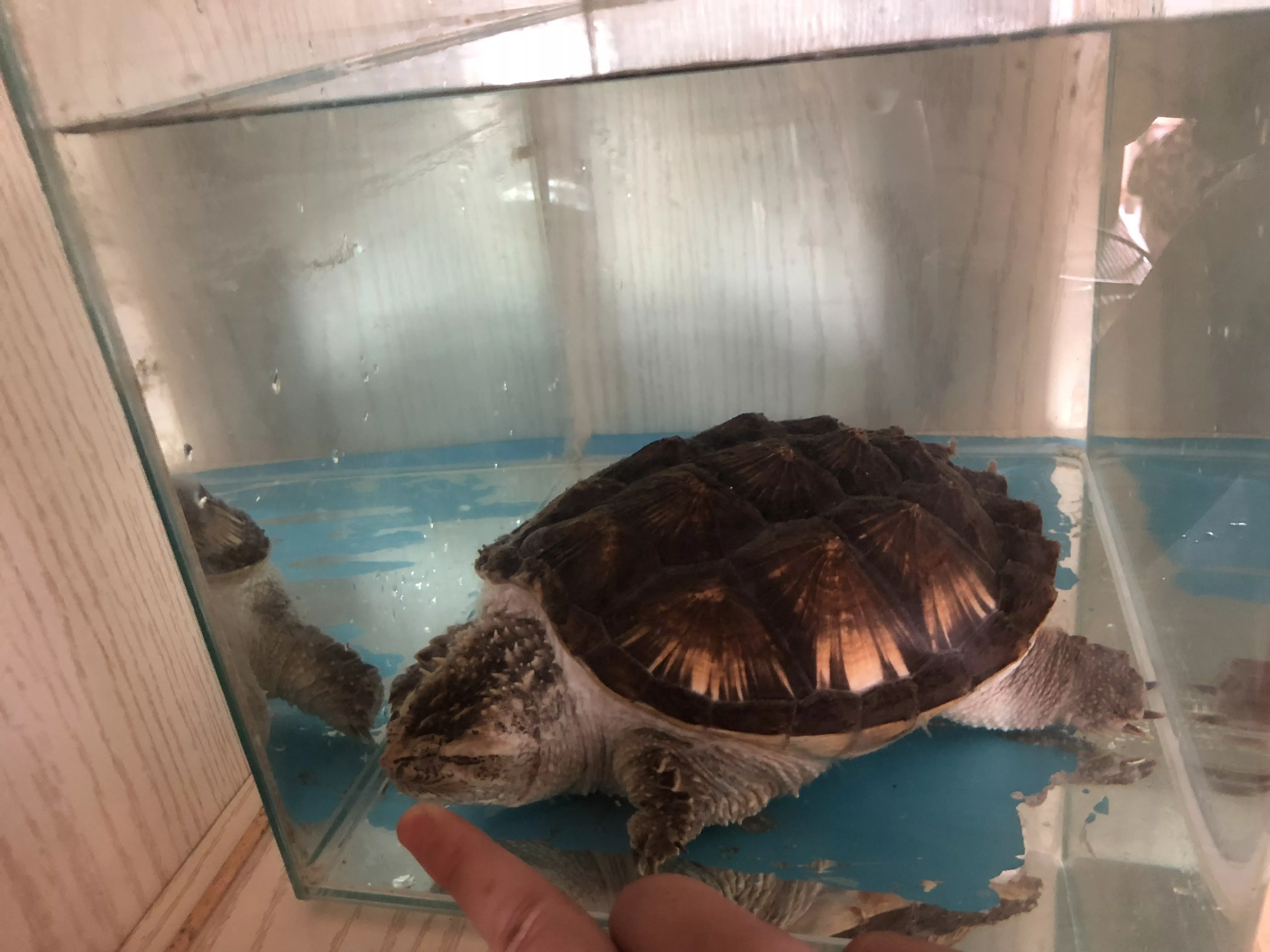 養鱷龜風水上代表什麼：養龜有什麼風水講究