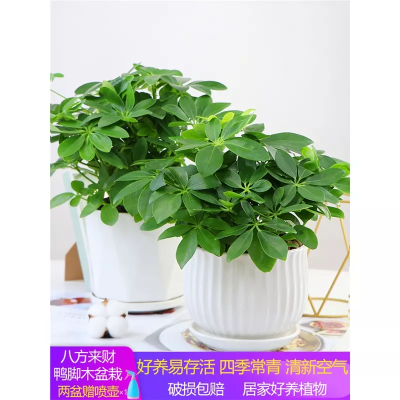 1、七恭弘=叶 恭弘蓮盆景圖片:誰家有盆景七恭弘=叶 恭弘照幾張圖片看看什麼樣的？