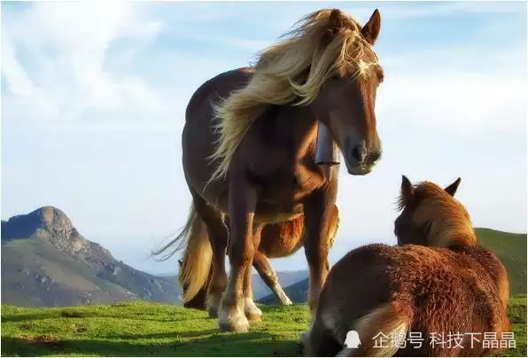 1、屬馬的人出生年份及年齡表:屬馬的年多大年齡