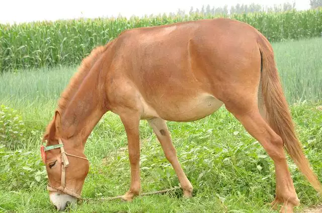 男牛女馬生什麼屬相好：男屬馬女屬鼠，生什麼屬相的孩子好
