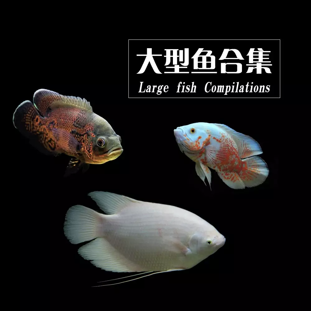 6、們幫我看看這招財魚是公母？另外誰能提供一張母招財魚長大的圖片，我想看看成年母招財魚頭不什麼樣的