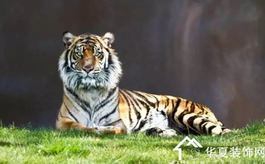 5、屬虎的是哪年出生的人:屬虎的都是哪年出生的呢