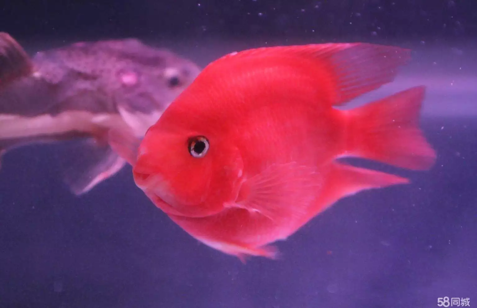 2、招財貓魚怎麼養需要氧氣嗎:招財貓魚餵養的一些情況。