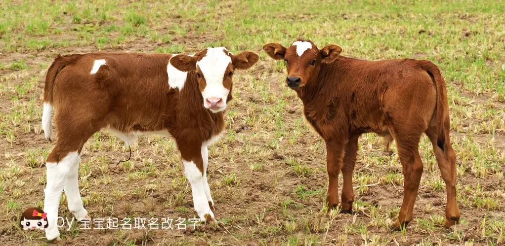 3、我看書上說牛寶寶取名要有”氵“和草字頭的字，麻煩你幫忙在取一下