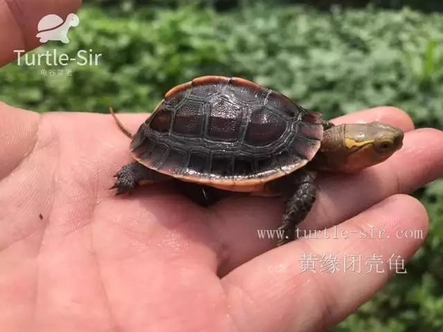 烏龜應該養幾隻比較好：養幾隻烏龜風水好？