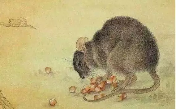 年屬鼠是什麼命女：年鼠是什麼命