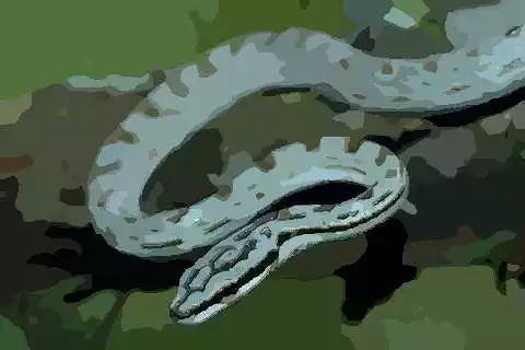 蛇相衝的屬相是什麼意思：屬蛇的和什麼屬相相衝