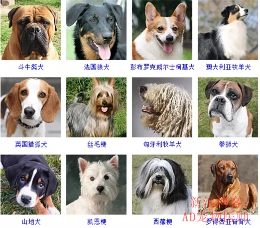 什麼樣的小名好聽洋氣：男孩小名洋氣點的