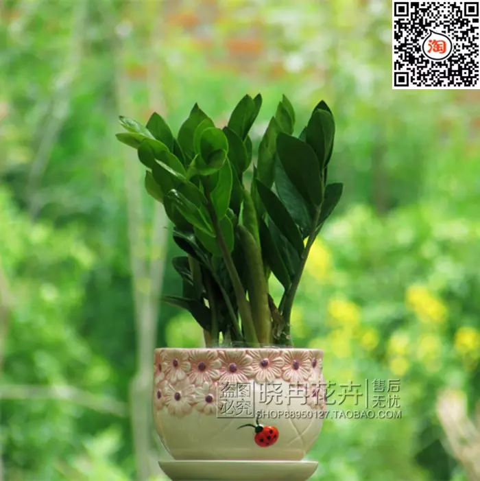 3、招財植物頭像圖片:招財風水旺財風水植物有哪些十大旺財的植物