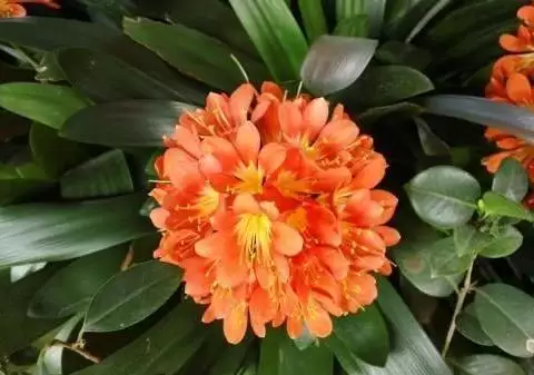 1、十二種招財花:有什麼比較吉祥，具有招財寓意的花卉可以養在客廳？