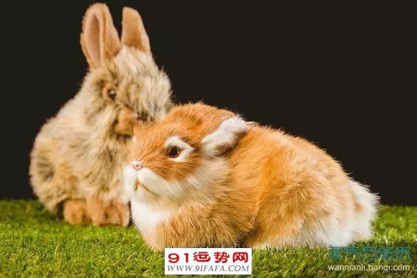 2、屬兔的今年多大年齡的70年代:屬兔的今年多大，年屬兔的人多大