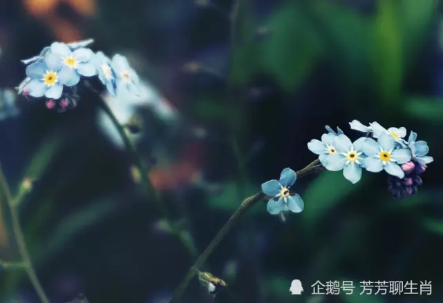 2、屬虎出生年月對照表:屬虎人出生月的命運