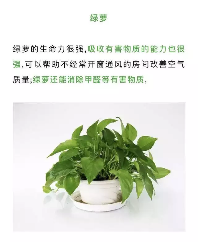 2、適合放在家裡的大型綠植:適合放在家裡的綠色植物有哪些