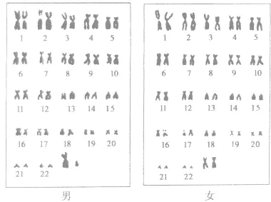 懷孕查男女准嗎：dna值看男女准嗎
