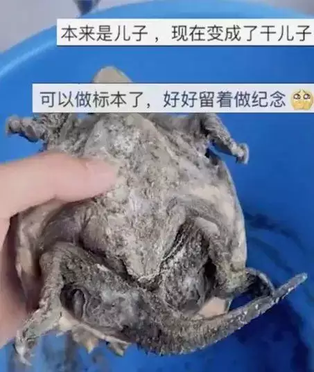 烏龜死了埋哪個方位好：烏龜(剃刀)死後,是埋在哪個方向對家族風水好?
