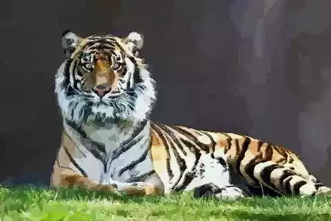 6、屬虎幾點出生:屬虎的幾月出生