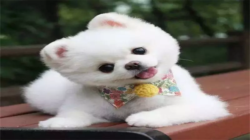 2、屬狗與屬羊婚配是否相剋:屬羊的和屬狗的婚姻相配嗎