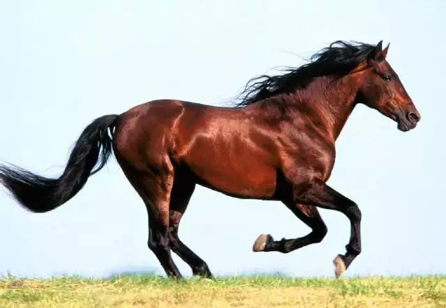 屬相牛馬反面方式：生肖牛和馬相衝若何化解