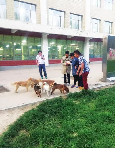 1、蘭州市男狗配女狗婚配行嗎:男狗女狗婚配怎麼樣