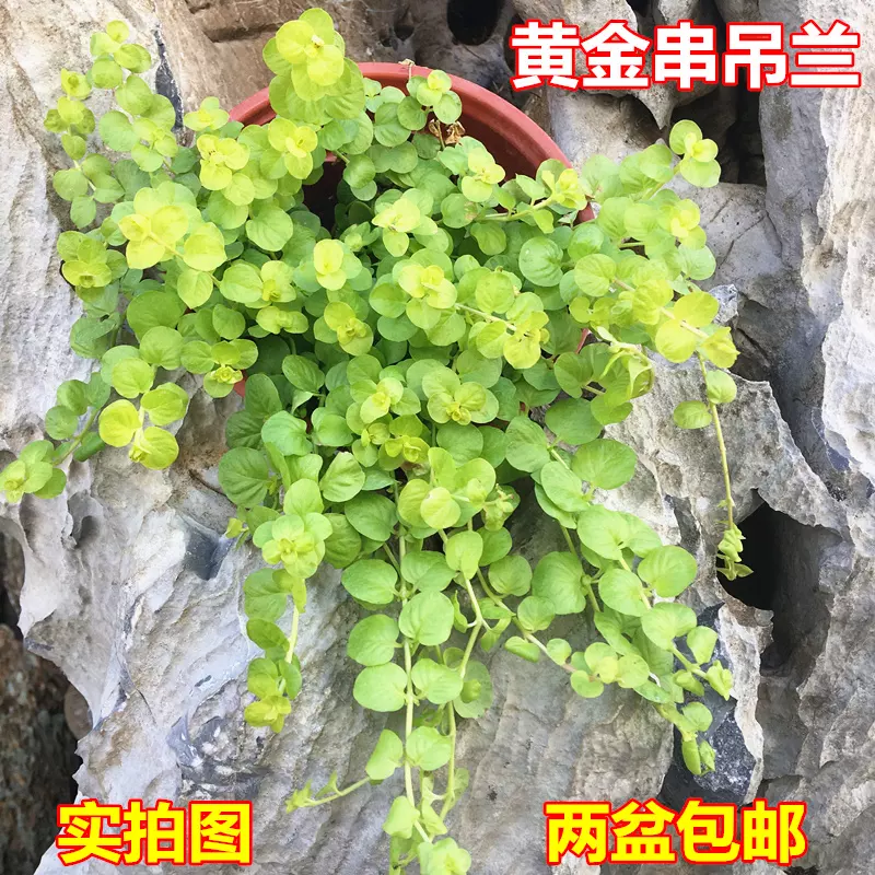 2、招財錢串串植物:盆栽金錢串怎麼養？
