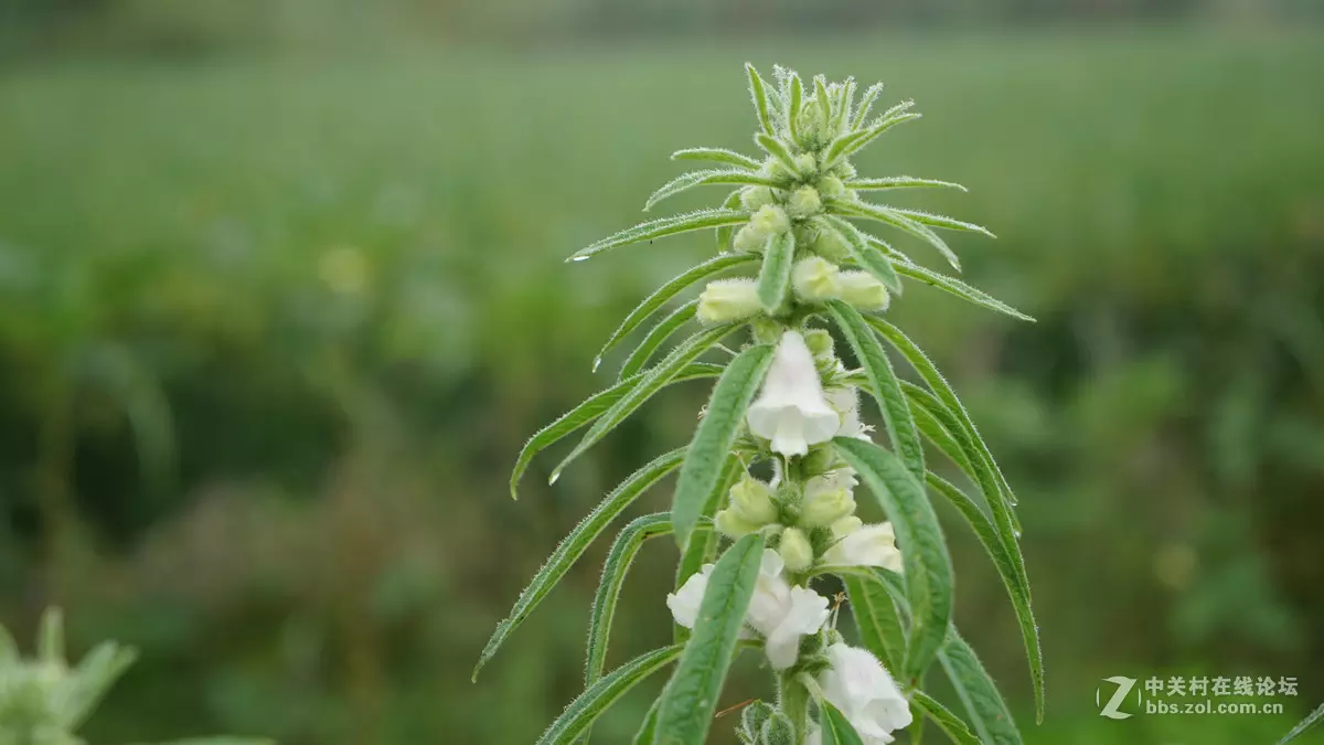 芝麻開花節節高的屬相：芝麻開花、節節高什麼生肖