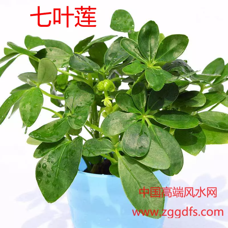 2、正宗七恭弘=叶 恭弘蓮圖片:七恭弘=叶 恭弘蓮圖片