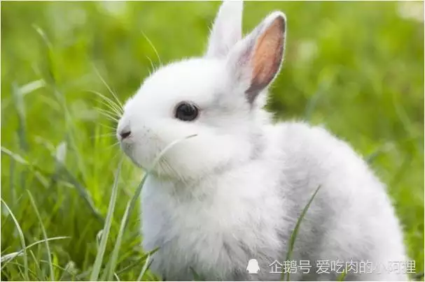 1、年屬兔人一生的財運如何:年出生屬兔的人運氣如何