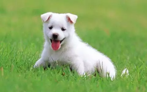 屬狗是哪年出生的年份：屬狗的年份