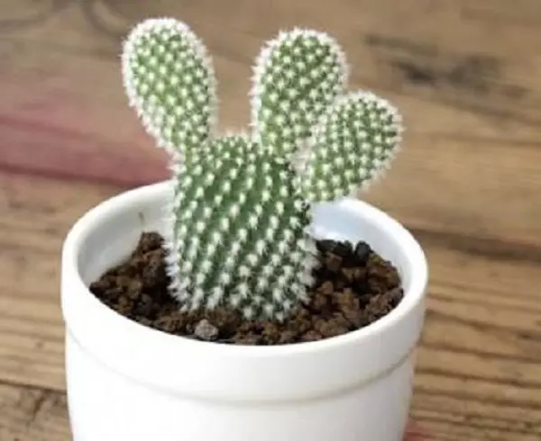 1、屬兔人養什麼植物最旺財:年屬兔人家裡種養什麼花擺放在哪個方位風水好？