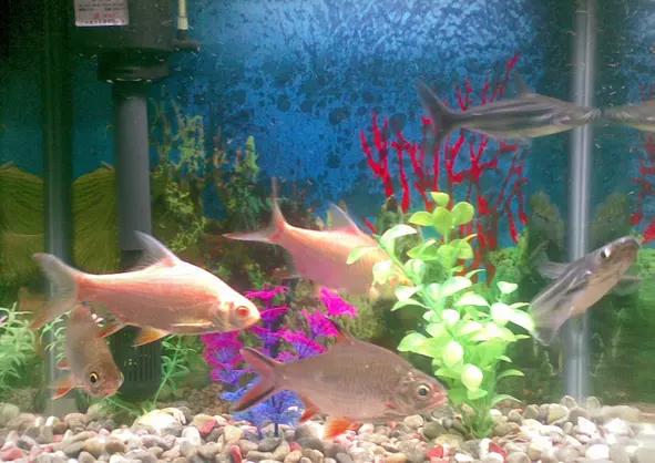 2、深海招財魚圖片:紅招財魚圖片