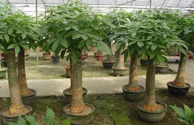 3、發財樹多少錢一盆60個高的:一棵發財樹要多少錢