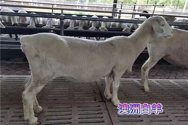 7、尾羊的婚配什麼屍求相:屬羊的和什麼屬相相配