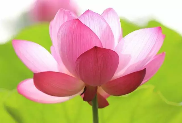 4、屬蛇女旺財的微信名字:屬蛇年最旺財的微信名字