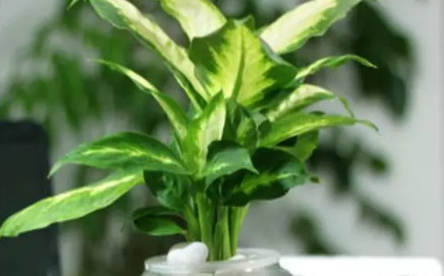 1、房間適合養什麼綠植提升運氣:室內擺放什麼植物能夠增加財運