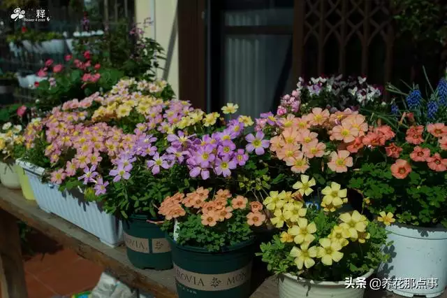 2、男人喜歡養花是什麼心理:喜歡養花男人的心理