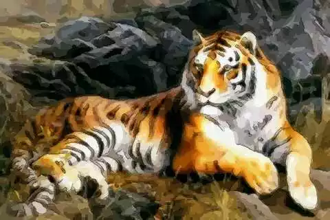 屬虎人永遠最旺的顏色：屬虎的人幸運顏色和数字