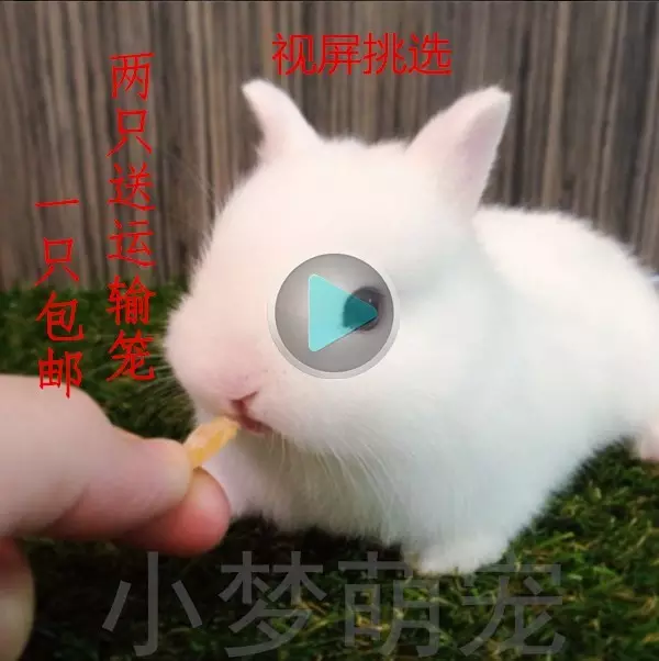1、68年男猴75年兔女婚配嗎:年男猴和年女兔婚姻怎樣財運怎樣