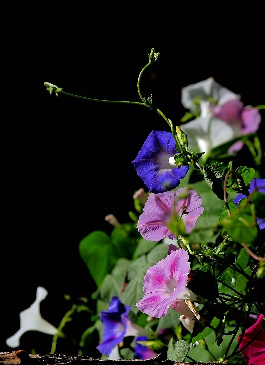 牽牛花兒當鬧着玩的屬相：牽牛花代表什麼生肖