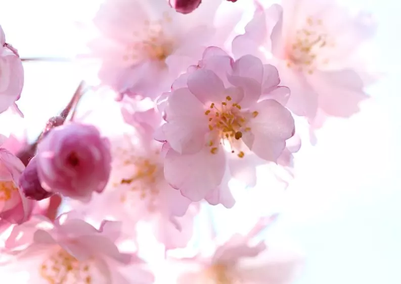 3、正緣桃花測算:算命的說我有2朵正緣桃花，什麼意思