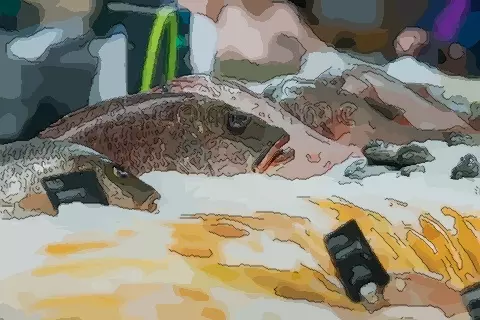 女人夢見捉了一條大魚：夢見捉了一條大魚