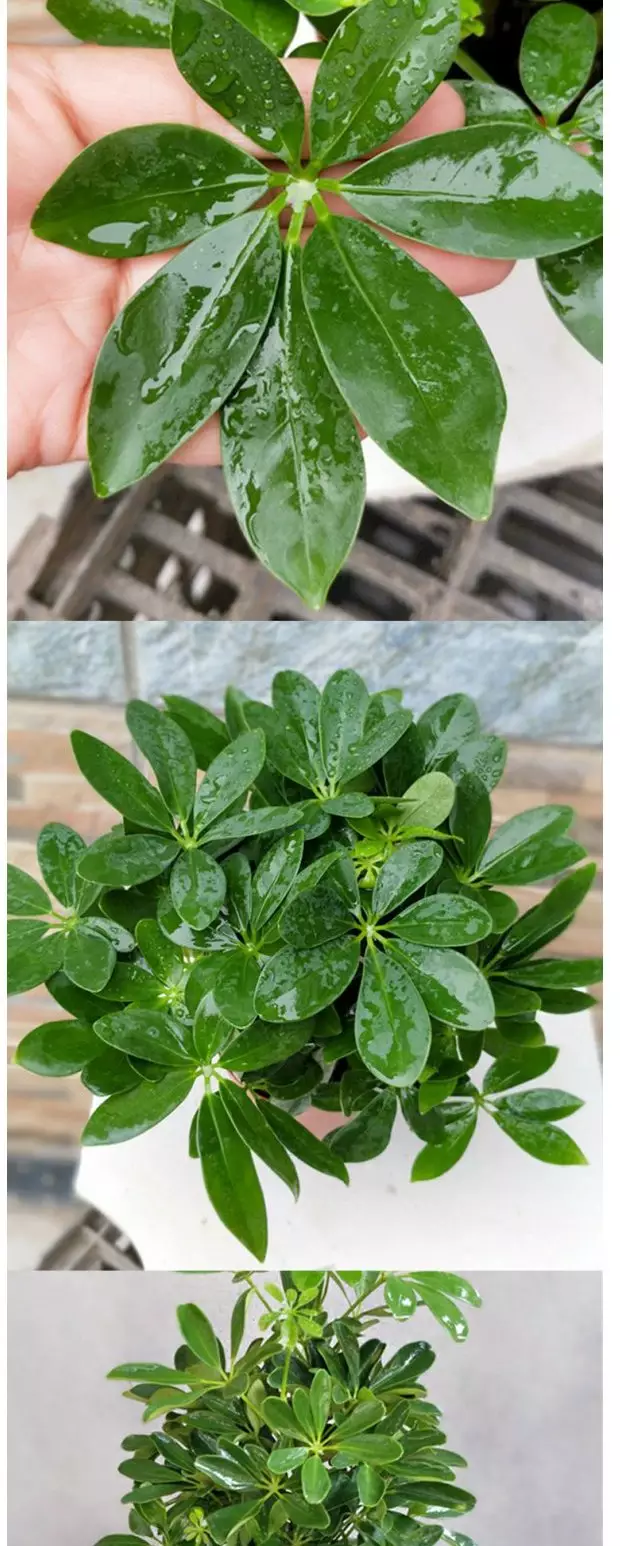 3、七恭弘=叶 恭弘蓮盆景圖片:七恭弘=叶 恭弘蓮的養殖方法