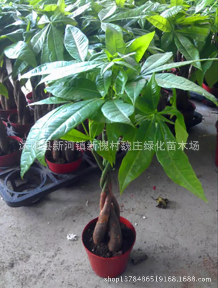 4、發財樹怎麼養殖方法注意事項:發財樹恭弘=叶 恭弘子被吃掉,是怎麼回事?
