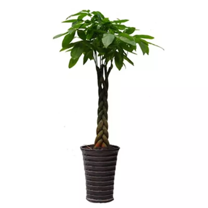2、花卉發財樹的養殖方法:盆栽花卉綠植澆水，需要掌握哪些方法，才能越養越旺盛？